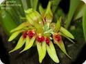 Bulbophyllum graveolens